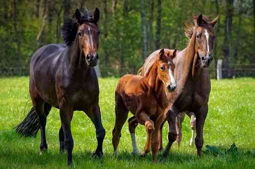 © countrypixel - stock.adobe.com Pferde
