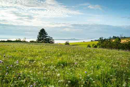 © countrypixel - stock.adobe.com Wiese